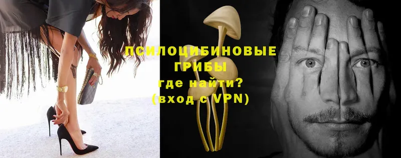 Галлюциногенные грибы Psilocybe  Абинск 